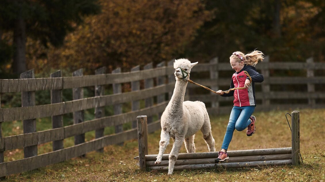 Alpakas führen und füttern I Gesäuse I Steiermark
