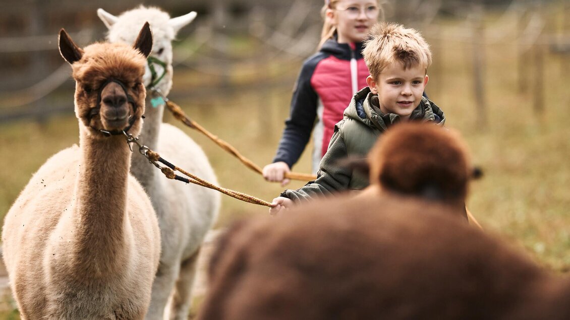 Kindergeburtstag am Alpakahof I Gesäuse I Styria