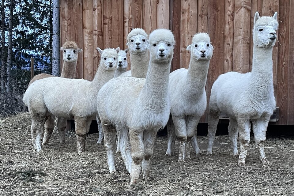 Alpaka Schloss Thann - Impression #1 | © Sandrina Attems-Wimpffen