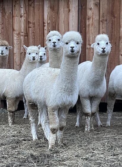 SchlossThann-Alpaka1-Murtal-Steiermark | Sandrina Attems-Wimpffen | © Sandrina Attems-Wimpffen