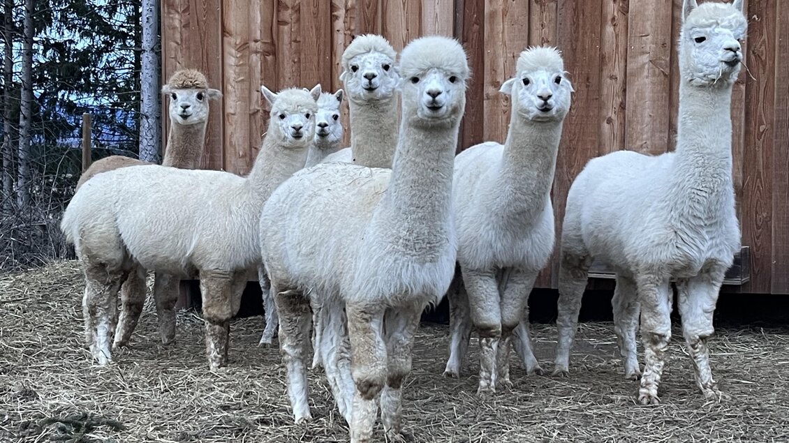 Eine Gruppe weißer Alpakas steht vor einer Holzverschalung. Sie wirken freundlich und neugierig. | © Sandrina Attems-Wimpffen
