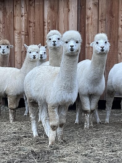 A group of white alpacas stands in front of a wooden cladding. They appear friendly and curious. | © Sandrina Attems-Wimpffen