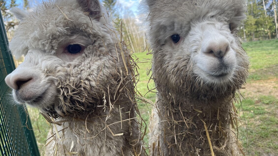 Zwei flauschige Alpakas stehen nebeneinander und schauen freundlich in die Kamera. Ihre Felle sind mit ein wenig Heu bedeckt. | © Sandrina Attems-Wimpffen