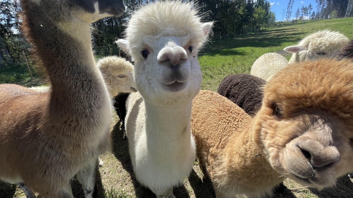 Eine Gruppe von Alpakas steht auf einer Wiese. Einige Tiere schauen neugierig in die Kamera. | © Sandrina Attems-Wimpffen