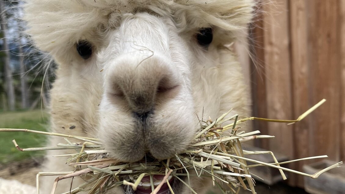 Ein flauschiges Alpaka mit einer auffälligen Frisur hält Heu im Mund. Im Hintergrund steht eine Holzstruktur. | © Sandrina Attems-Wimpffen