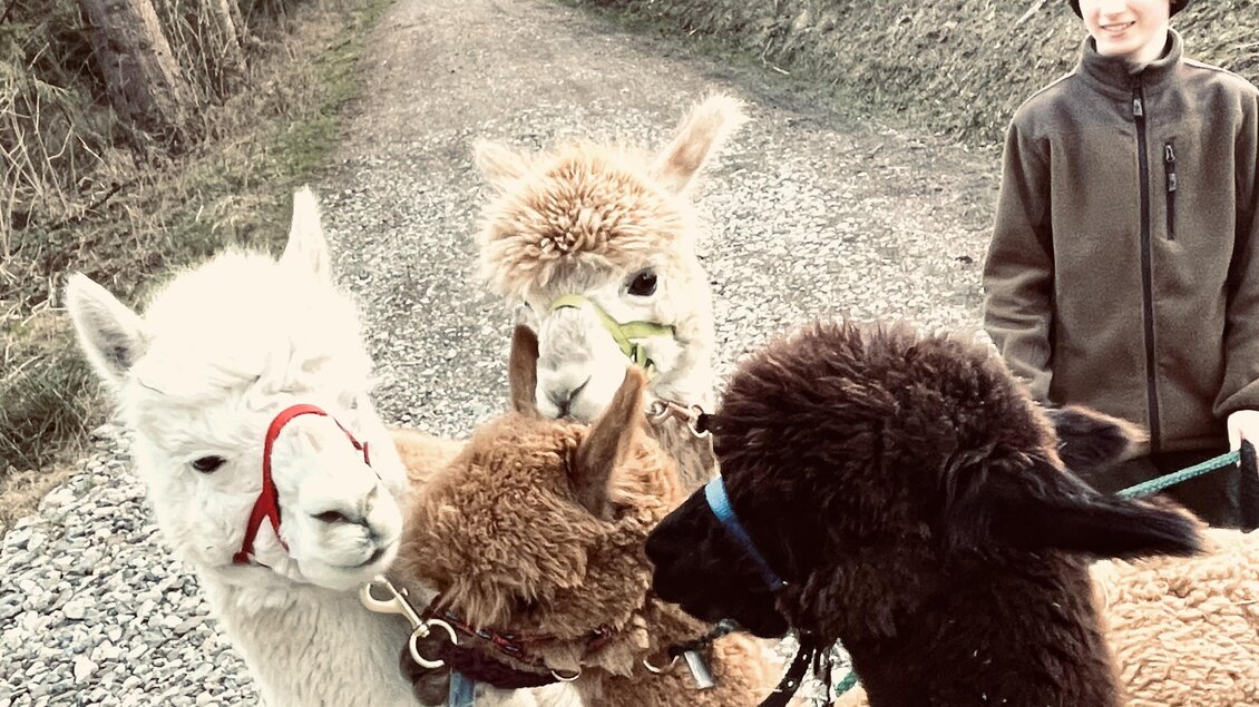 Ein Junge steht auf einem Weg und kümmert sich um vier Alpakas. Die Tiere sind unterschiedlich gefärbt und sehen freundlich aus. | © Sandrina Attems-Wimpffen