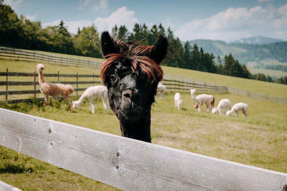 Alpaka Zottlerhof - Impression #1 | © Zottlerhof Alpakas