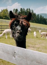 Zottlerhof Alpakas4 | © Zottlerhof Alpakas | VANESSA NIMMRICHTER | © Zottlerhof Alpakas