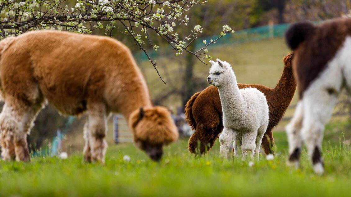 Alpakas_Ganster_Oststeiermark