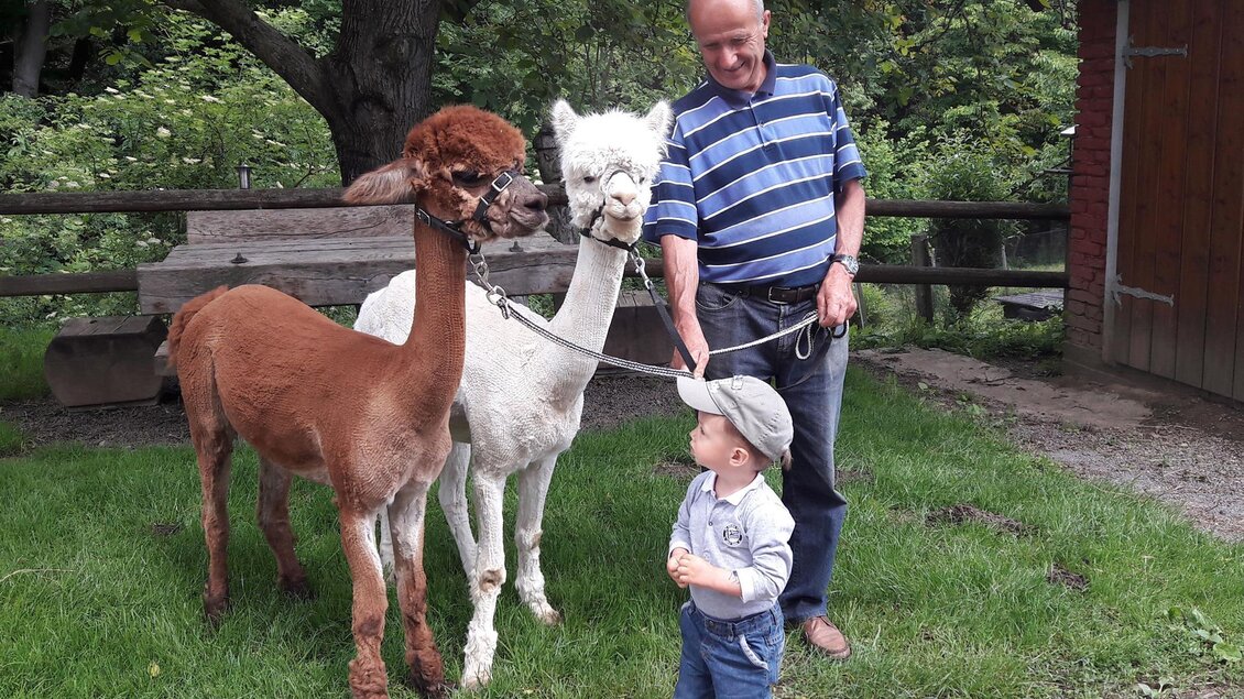 Ein Mann steht mit zwei Alpakas auf einer Wiese. Ein kleines Kind schaut neugierig zu ihnen hoch. | © Alpakas Bratschitz