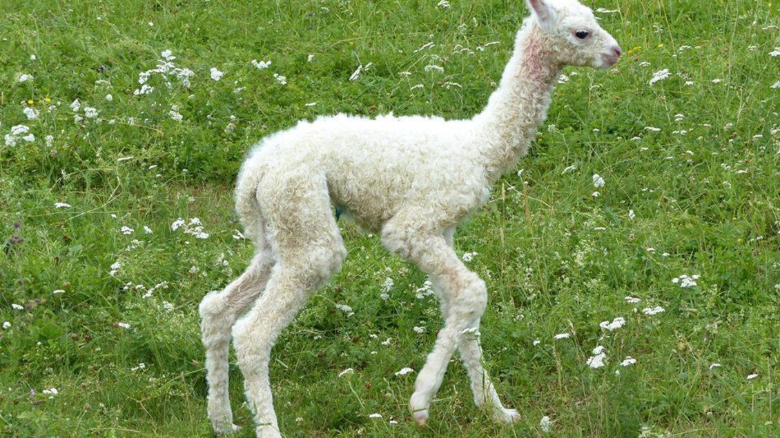 Ein niedliches, weißes Alpakakalb steht auf einer grünen Wiese mit Blumen. Es hat längere Beine und schaut neugierig in die Umgebung. | © Alpakas Bratschitz