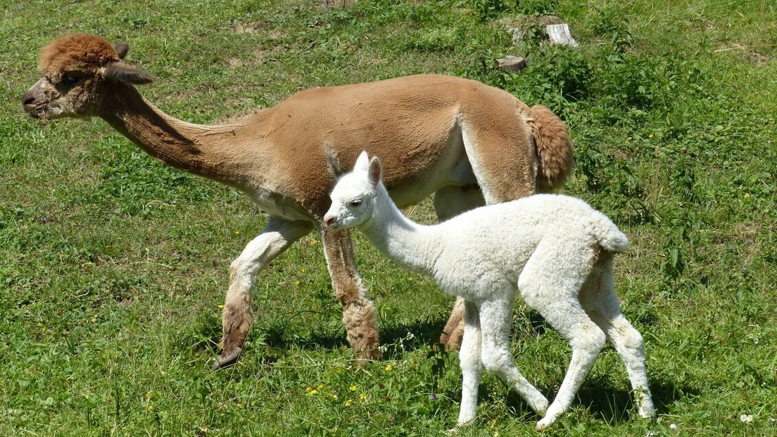 Eine braune Alpakamutter geht neben ihrem weißen Fohlen über eine grüne Wiese. Im Hintergrund sind weitere Alpakas zu sehen. | © Alpakas Bratschitz
