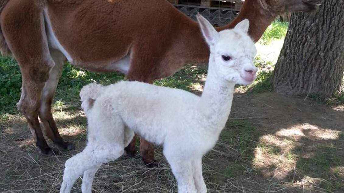 Eine braune Alpaka mit einem weißen Fohlen steht auf einer Wiese. Der Hintergrund zeigt einen Baum und eine Scheune. | © Alpakas Bratschitz