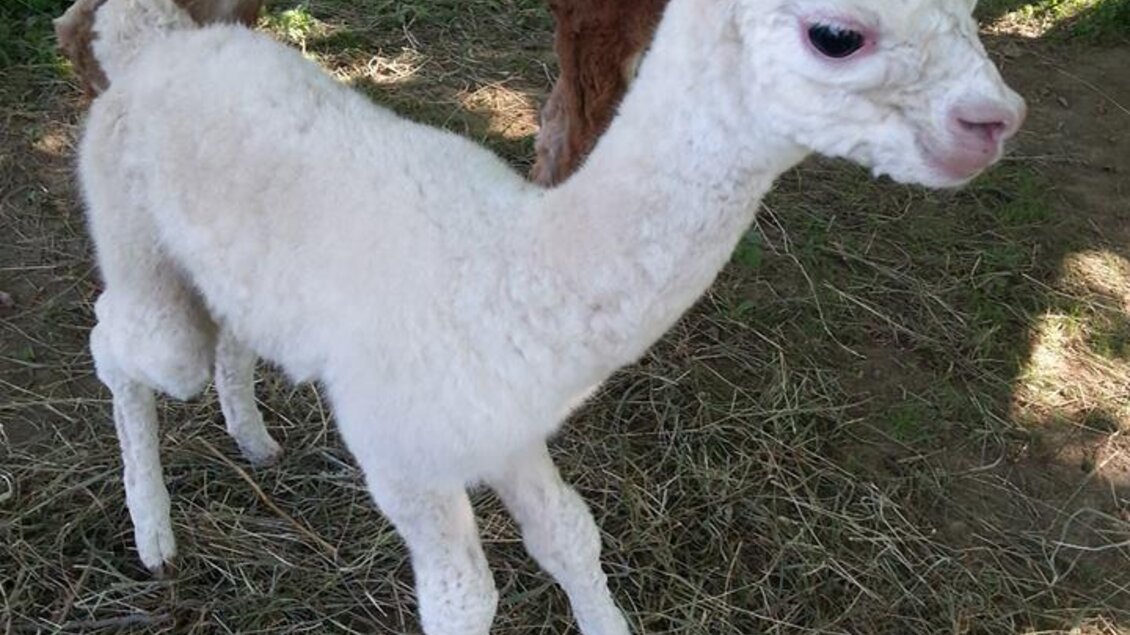 Ein weißes Alpaka-Fohlen steht auf einer Wiese. Im Hintergrund ist ein weiteres Alpaka sichtbar. | © Alpakas Bratschitz