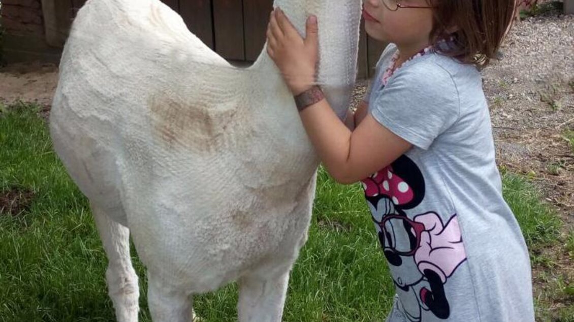 Ein Mädchen umarmt ein weißes Alpaka auf einer grünen Wiese. Im Hintergrund ist ein Holzschuppen sichtbar. | © Alpakas Bratschitz