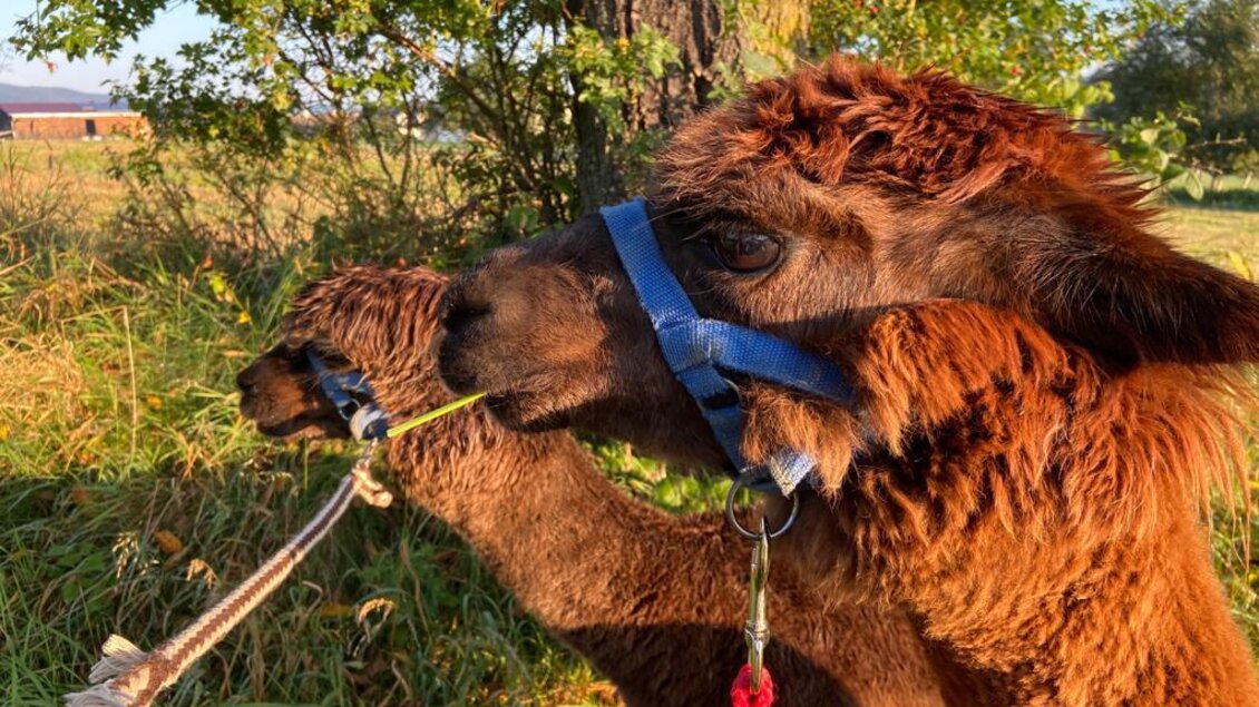 Alpakas Gaugl_Alpakas_Oststeiermark | © Tourismusverband Oststeiermark