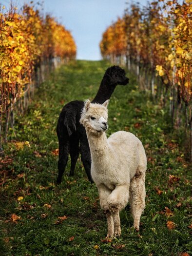 Alpaka | © Knappenhof Eichberg | Pommer