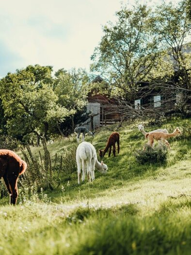 Alpacas from the Dörflgraf_Eastern Styria | © Alpakas vom Dörflgraf
