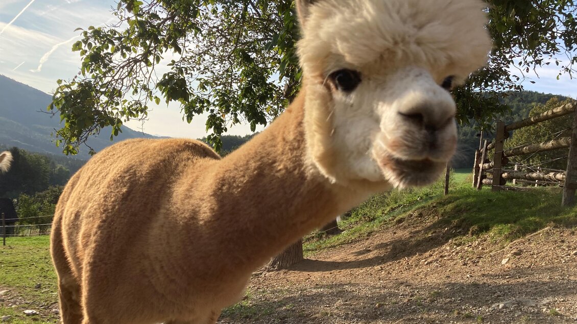 Alpakas vom Dörflgraf_Alpaka_Oststeiermark | © Alpakas vom Dörflgraf
