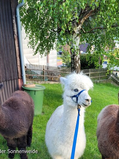 Alpaks von der Sonnenweide 2 | © Ehtreiber-Trummer
