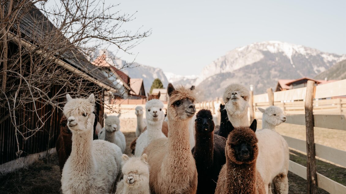 Eine Gruppe von Alpaka steht auf einer Wiese mit Bergen im Hintergrund. Der Himmel ist klar und es ist ein ruhiger, schöner Tag. | © Alpakas und Lama zum Grünen See