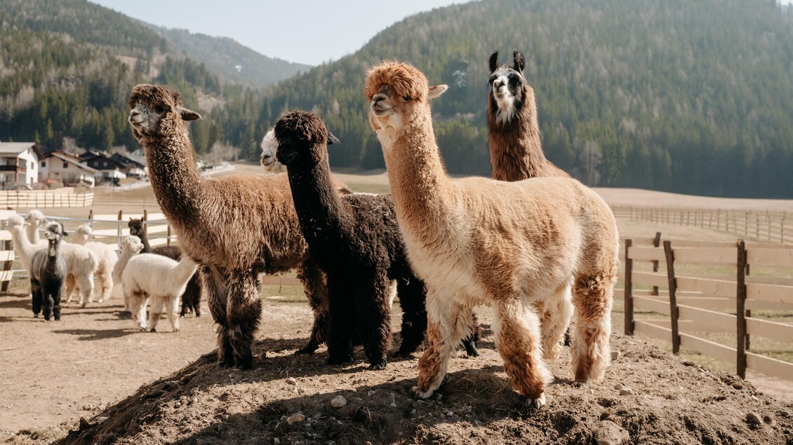 Eine Gruppe von Alpakas steht auf einem Hügel in einer ländlichen Umgebung. Im Hintergrund sind Wälder und Bewirtschaftungsflächen sichtbar. | © Alpakas und Lama zum Grünen See