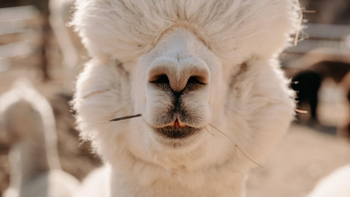 Ein weißes Alpaka mit flauschigem Fell steht im Vordergrund. Es hat eine freundliche Miene und ist von anderen Alpakas umgeben. | © Alpakas und Lama zum Grünen See