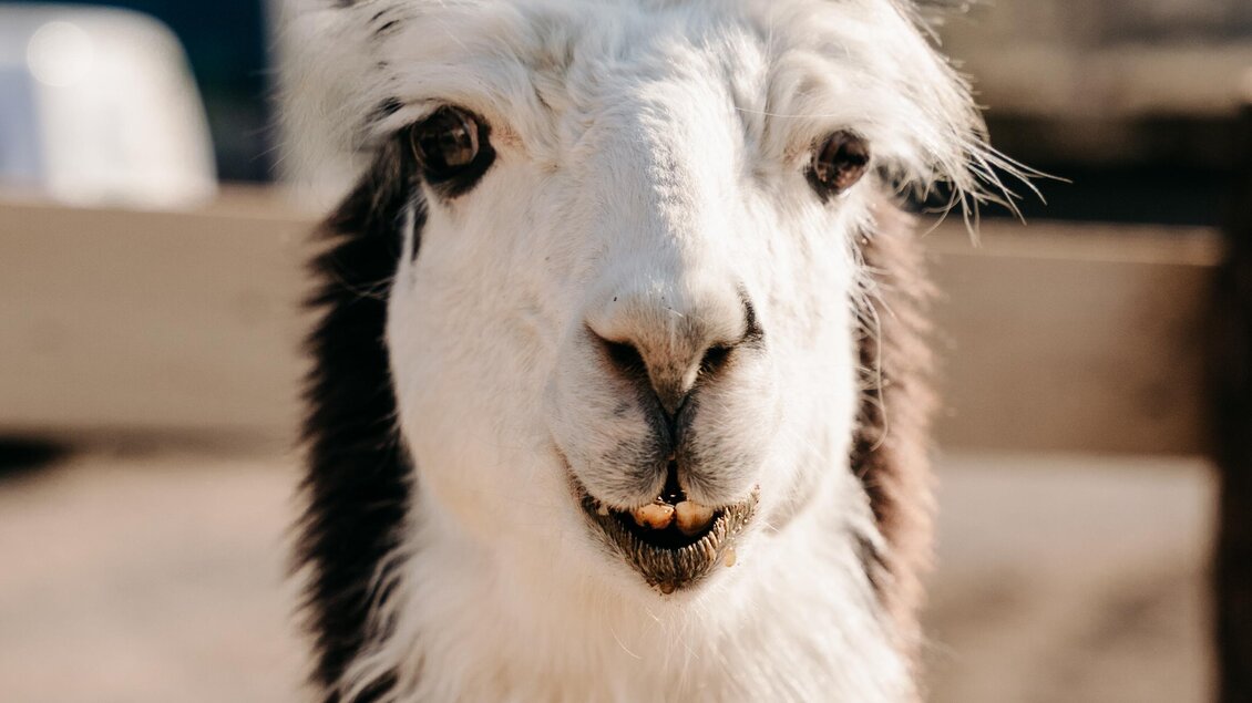 Ein fröhliches Lama mit schwarzem und weißem Fell. Es steht vor einem Holzzaun und wirkt freundlich. | © Alpakas und Lama zum Grünen See