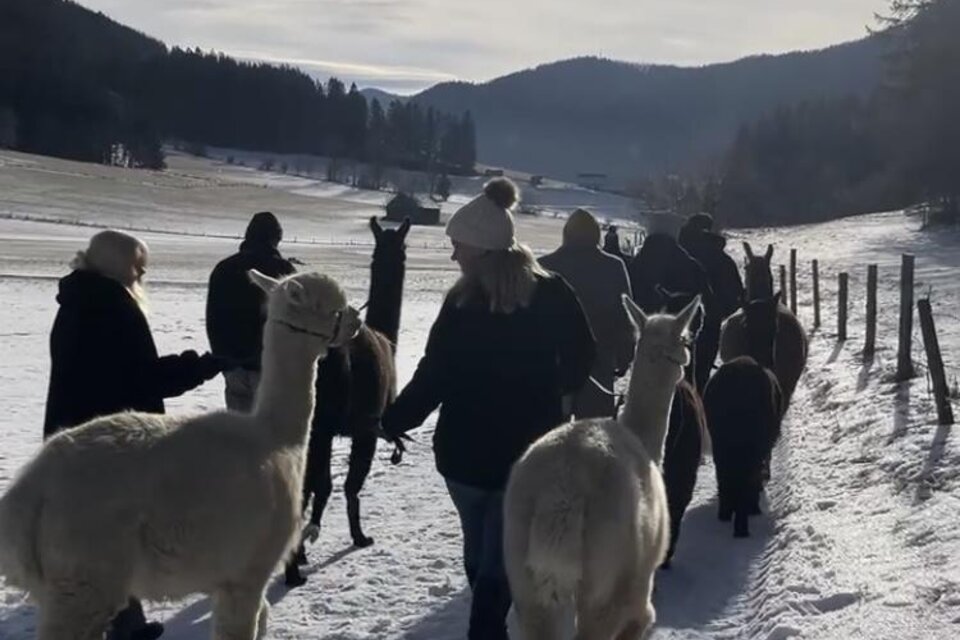Alpakas, Lamas und Rentiere zum Grünen See - Impression #1 | © Michelle Friedam