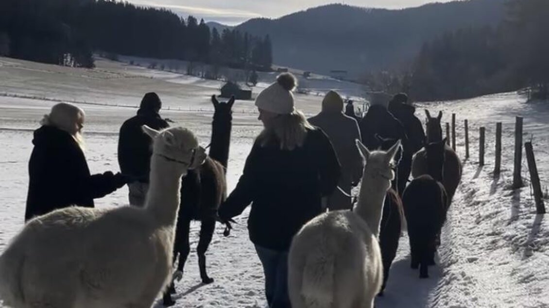 Eine Gruppe von Menschen führt Lamas durch eine schneebedeckte Landschaft. Im Hintergrund sind Berge und ein blauer Himmel zu sehen. | © Michelle Friedam