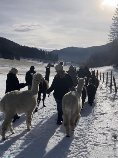 Alpakawanderung Winter | © Michelle Friedam