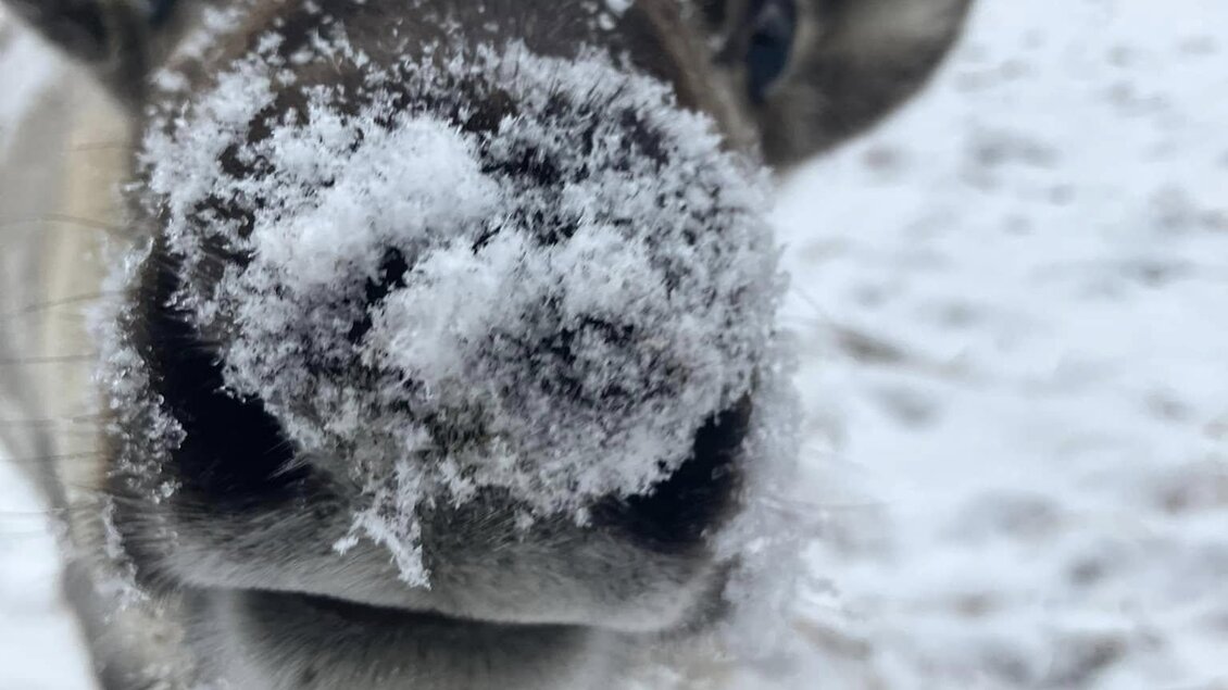 Ein neugieriges Rentier mit einer verschneiten Schnauze blickt in die Kamera. Die Umgebung ist winterlich mit Schnee und Bergen im Hintergrund. | © Michelle Friedam