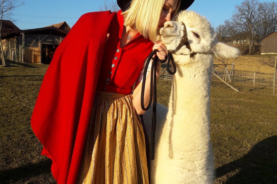 Alpakazucht Schilcherland Alpaka - Impression #1 | © Alpakazucht Schilcherland-Alpaka