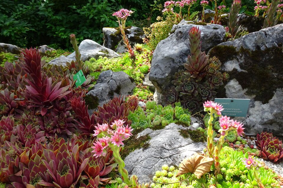 Bad Aussee Alpine Garden and Dragonfly Trail - Impression #1 | © Anna Steiner