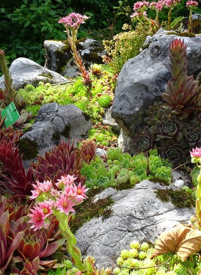  Alpine Garden, Bad Aussee, robust alpine flower | © Anna Steiner | Anna Steiner | © Anna Steiner