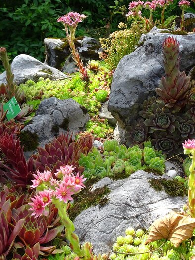  Alpine Garden, Bad Aussee, robust alpine flower | © Anna Steiner