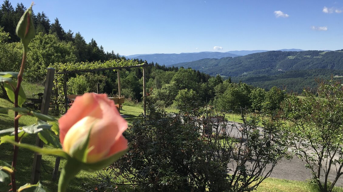 Rose | © Gregorhansl