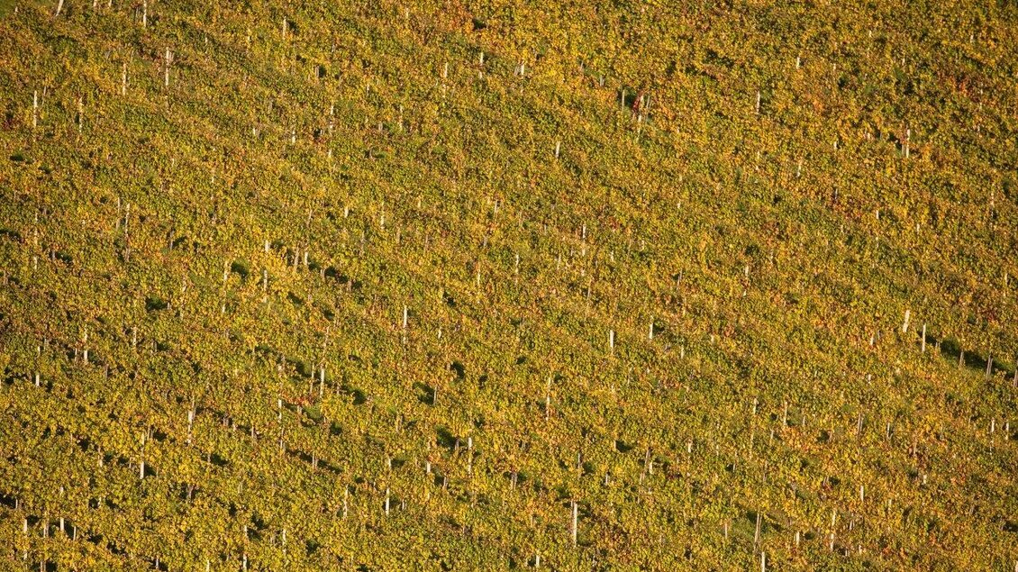 Weingärten Schilcherland | © Schilcherland Steiermark