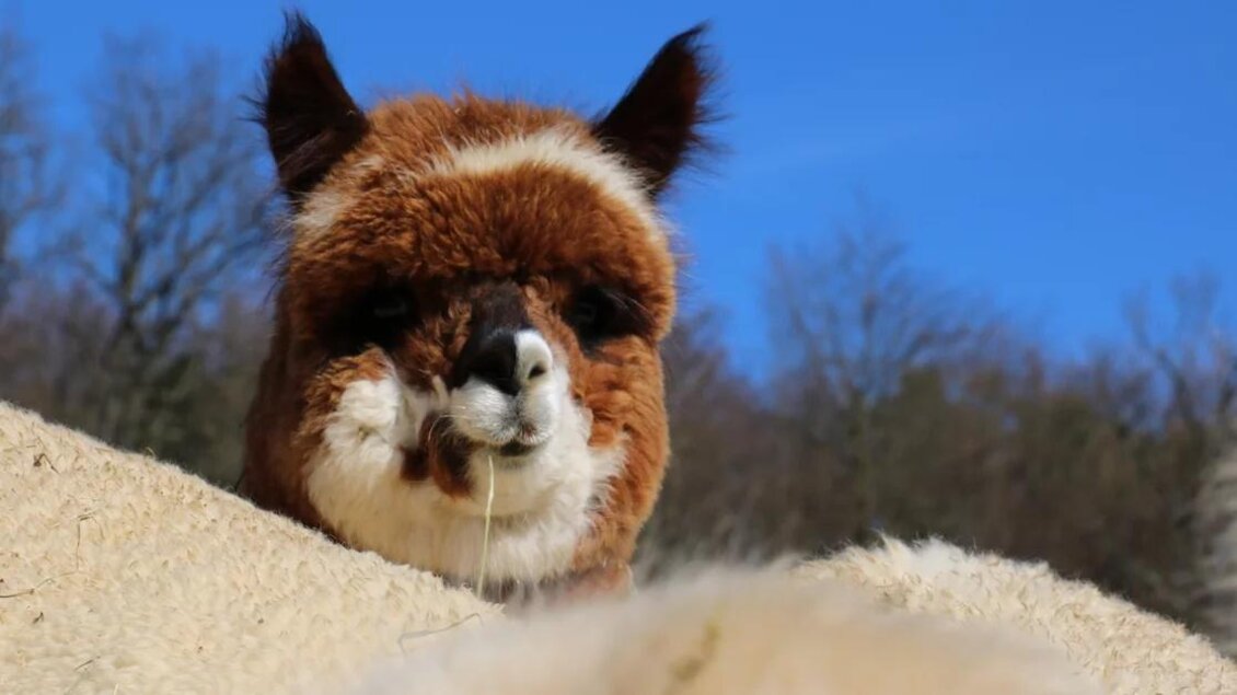 Apfelland Alpaka_Alpaka_Oststeiermark | © Apfelland Alpaka