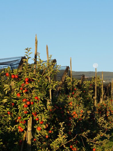 Apfelschmiede Dreier_Organic Orchard_Eastern Styria | © Carmen Dreier-Zwetti
