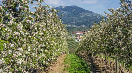 Apple hiking trail_apple plantation_Eastern Styria | © Tourismusverband Oststeiermark |  Alexandra Wagner | © Tourismusverband Oststeiermark