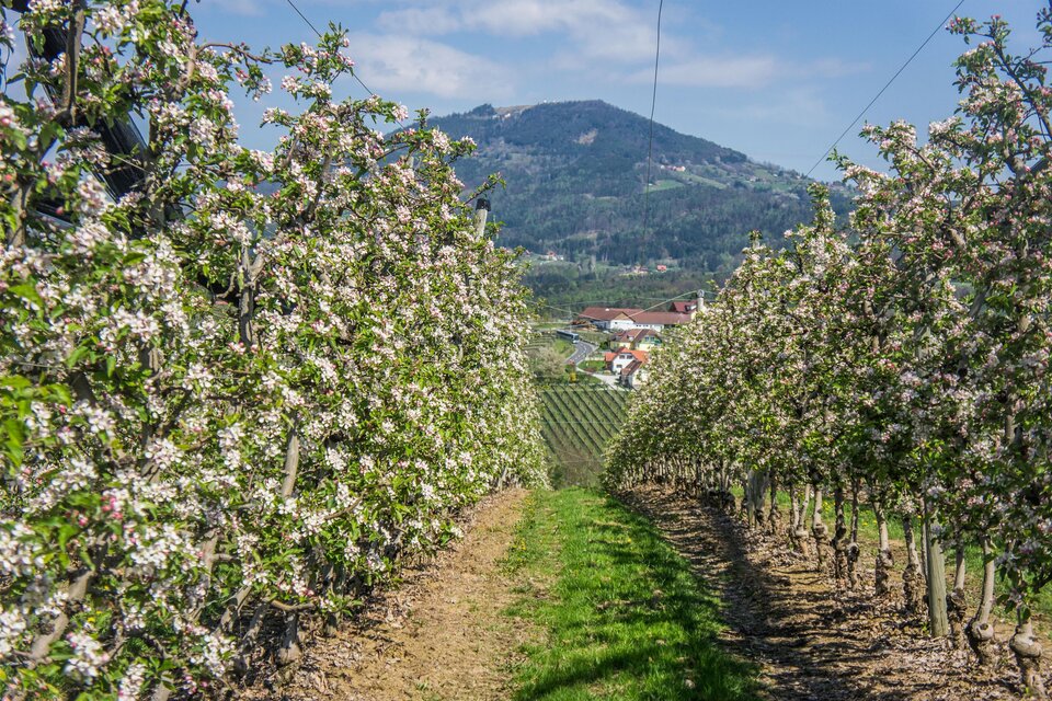Apple hiking trail - Impression #1 | © Tourismusverband Oststeiermark