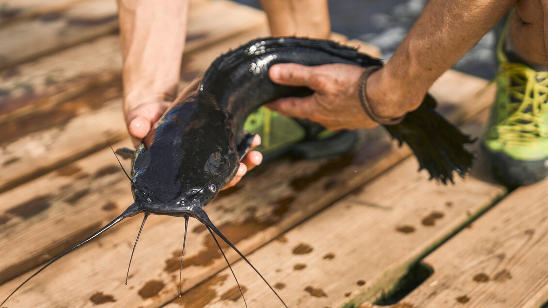 Liesingtaler Edelwels | © Robert_Maybach