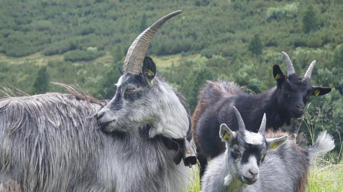 Bloge Ziegen | © Florian Schipflinger