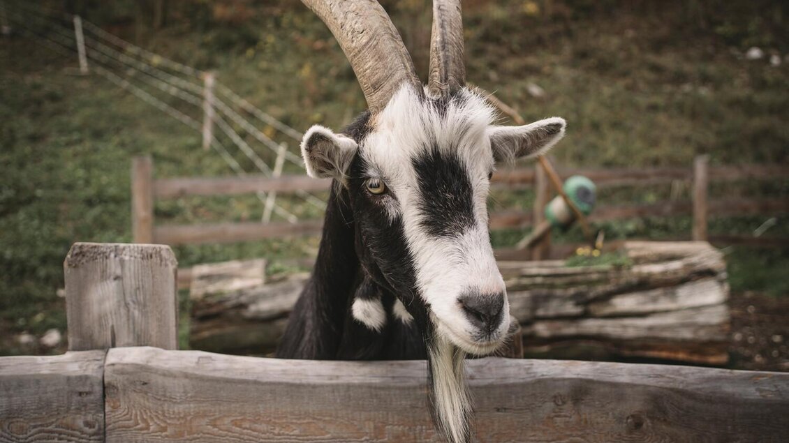 Eine Ziege steht an einem Holzzaun. Sie hat lange Hörner und ein schwarz-weißes Fell. | © Stefan Leitner