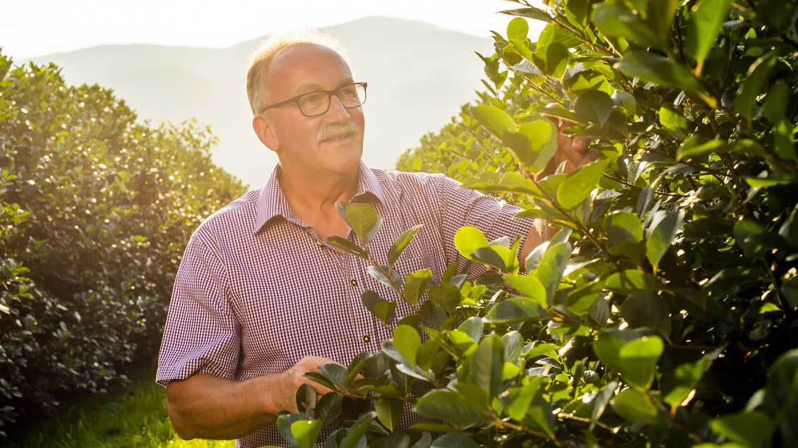Aronia Köck_Aroniagarten_Oststeiermark | © Netzwerk Kulinarik