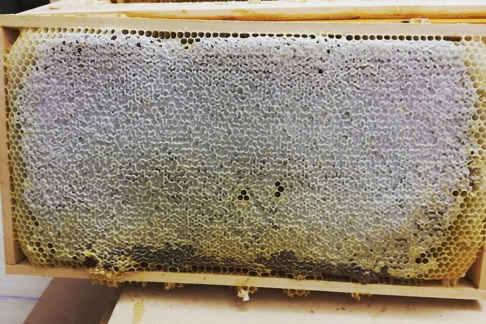 Aschenbrenner Peter - Impression #1 | © Pixabay