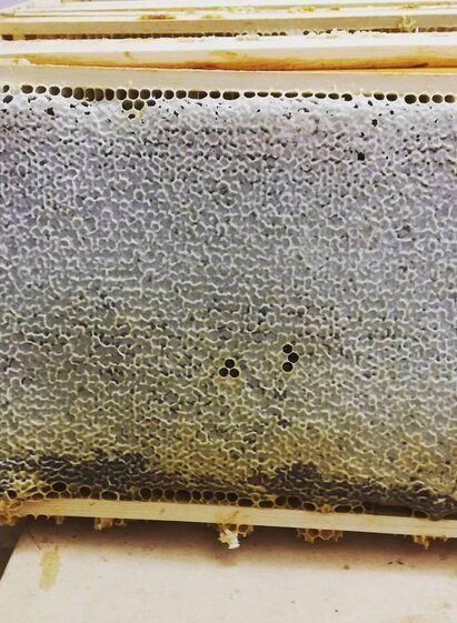 Aschenbrenner-Honigwabe-Murtal-Steiermark | Pixabay | © Pixabay