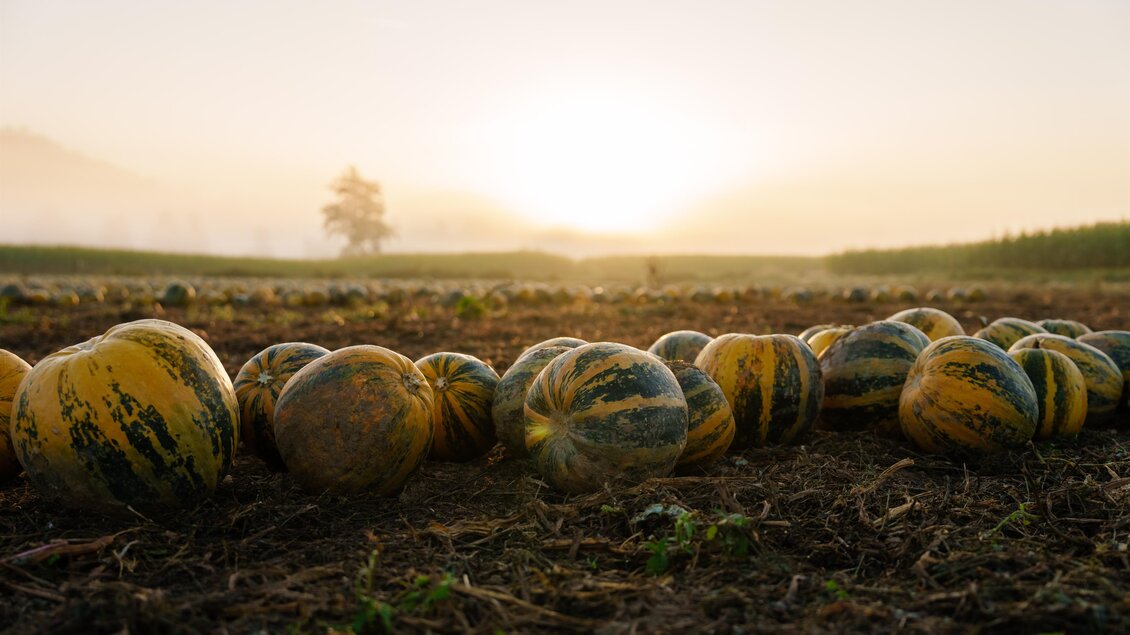 Kürbisacker | © B & B Raritäten