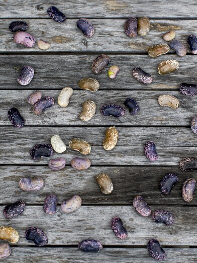 Frisch geerntete Käferbohnen | Tom Lamm | © STG